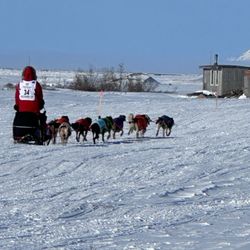 Wild Alaska Travel - Musher coming into Nome