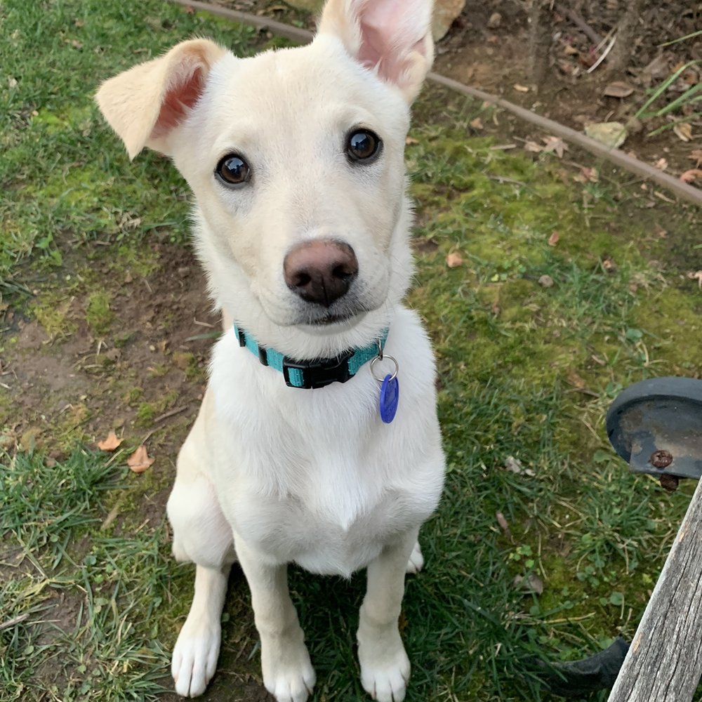 PetSmart - Thank you for stocking my kibble PetSmart! Woof! - Pet Groomers Near Me - San Diego, California PetSmart - Thank you for stocking my kibble PetSmart! Woof! - Pet Groomers Near Me - San Diego, California