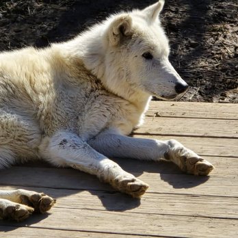 Wolf Creek Habitat - Zoos Near Me - Brookville, Indiana Wolf Creek Habitat - Zoos Near Me - Brookville, Indiana