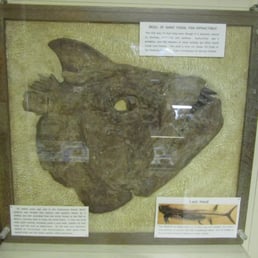 Xiphactinus Head Xiphactinus Head