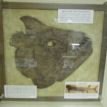 Orton Geological Museum - Xiphactinus Head - Museums Near Me - Columbus, Ohio Orton Geological Museum - Xiphactinus Head - Museums Near Me - Columbus, Ohio