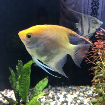 CK Fish World - Pet Stores Near Me - Lakewood, California