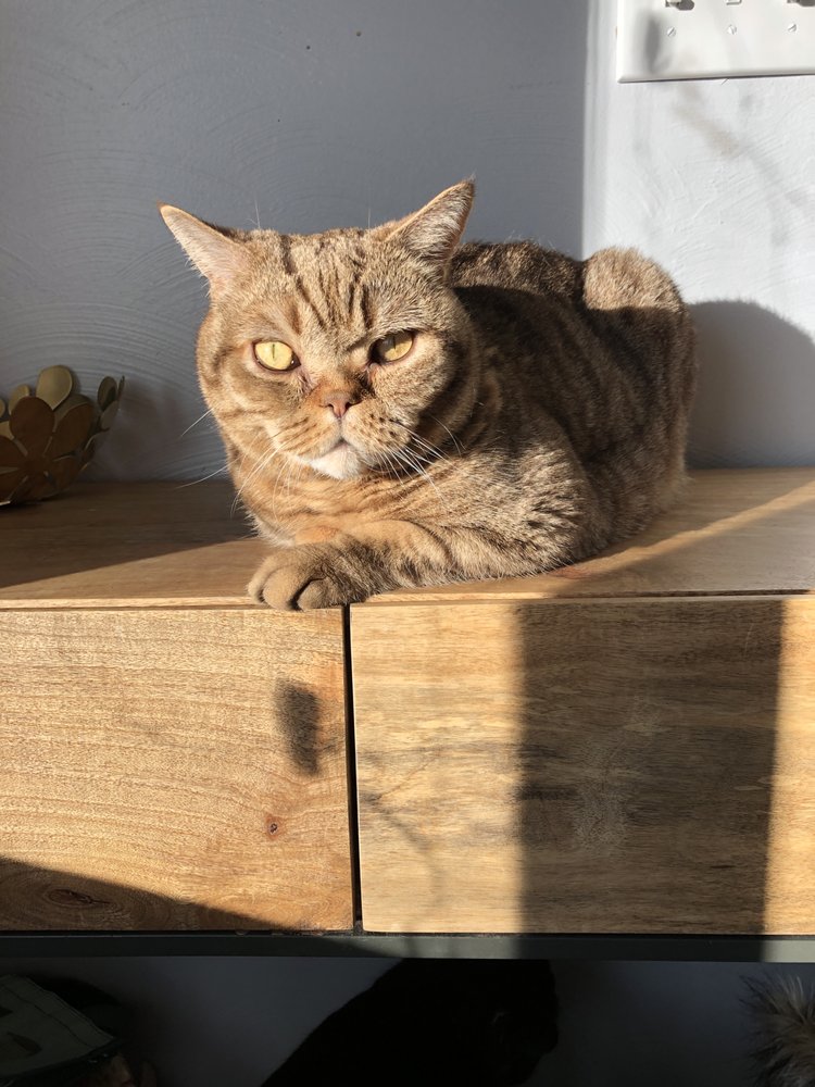 THE HAPPY BEAST Updated October 2024 34 Photos & 24 Reviews 545 W