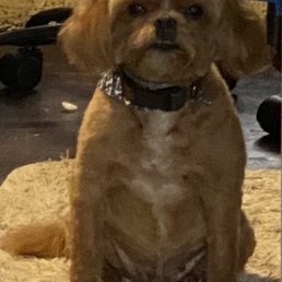 Bishop- After a Full Groom at Puppy Playground.