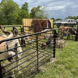 Happy Home Acres - Mobile mini farm at event