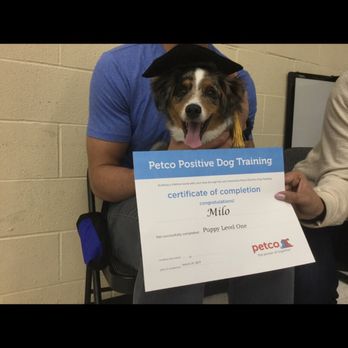 petco kennel cough medicine