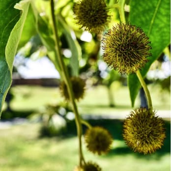 River Oaks Park - Parks Near Me - Bakersfield, California