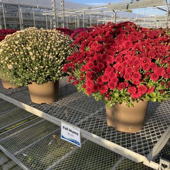 Vandermeer Nursery - Vandermeer Nursery & Garden Centre - Fall Mums - Nurseries & Gardening Near Me - Ajax, Ontario
