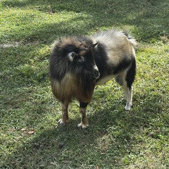 HarvestMoon Fun Farm - Attraction Farms Near Me - Masaryktown, Florida