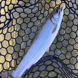 South River Fly Shop