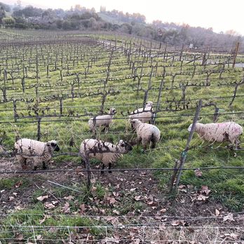 Wise Villa Winery - Sheep! - Wine Tasting Room Near Me - Lincoln, California Wise Villa Winery - Sheep! - Wine Tasting Room Near Me - Lincoln, California