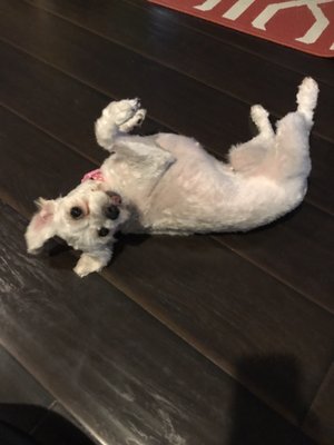 classy dogs mobile grooming