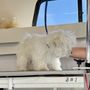 Pawz & Clawz Pet Grooming