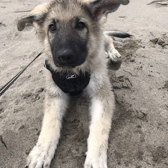 Bellevue German Shepherds - Pet Stores Near Me