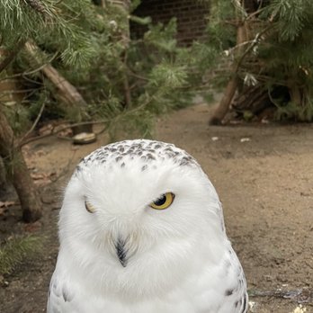 Zoo Wrocław - Sowa - Zoos Near Me - Wrocław, DS