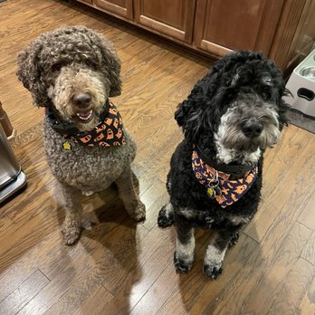 Barklee's Pet Salon - Bentley (l) and Jax (r) after being groomed. - Pet Groomers Near Me - Austin, Texas