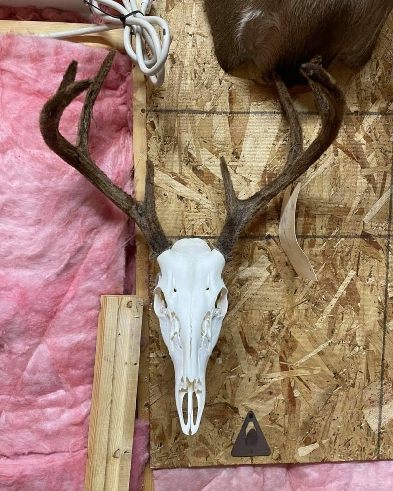 Backwoods Taxidermy - taxidermy in Bostic, NC