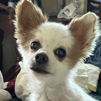 Always With Us - Our 15 year old long haired chihuahua Tank - Pet Cremation Services Near Me