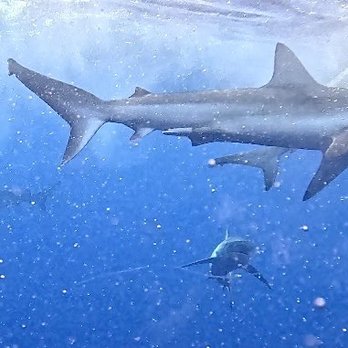 Hawaii Shark Encounters - Diving Near Me - Haleiwa, Hawaii Hawaii Shark Encounters - Diving Near Me - Haleiwa, Hawaii
