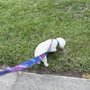 Photo of Doggie Junction