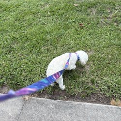 Doggie Junction - Our Zoey!