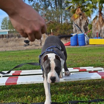 Tug Dogs - Pet Training Near Me - Elverta, California