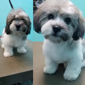 Empire Pets Salon & Boutique - Before and After puppy! - Pet Groomers Near Me - Mission, Kansas Empire Pets Salon & Boutique - Before and After puppy! - Pet Groomers Near Me - Mission, Kansas