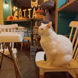 Gattò Bistrot - Panina... A tavola!