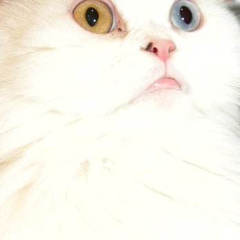 Platinum Pet Sitting - Pet Sitting Near Me
