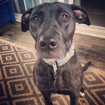 Catering to Cats and Dogs - Pet Adoption Near Me Catering to Cats and Dogs - Pet Adoption Near Me