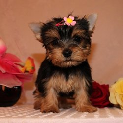 Holly Yorkie Puppie Arena - Bambi