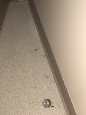 Sebastian Lattuga, M.D.