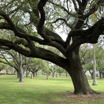 1880 Garten Verein - Some nice old trees! - Landmarks & Historical Buildings Near Me - Galveston, Texas 1880 Garten Verein - Some nice old trees! - Landmarks & Historical Buildings Near Me - Galveston, Texas