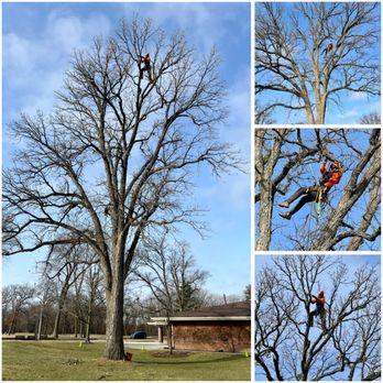 MN Trees - Tree Services Near Me MN Trees - Tree Services Near Me