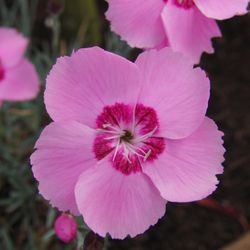 Ings Lane Garden & Water Garden Centre