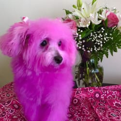Bubbles & Bows Grooming Salon - Our little puppy valentine she came in for a bath and brush and a color today