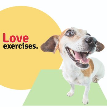 Brainy Dog - Increasing Love means feeling and showing compassion when they are unstable, confused, hurt, sad or angry. - Pet Training Near Me