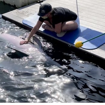 Dolphins Plus - Belly rubs - Aquariums Near Me - Key Largo, Florida