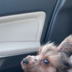 Apple Crest Dog Grooming - After 1