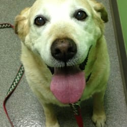 Animal Care Center West Bountiful - Best dog ever!