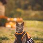 Photo of Amaris Kristina Photography