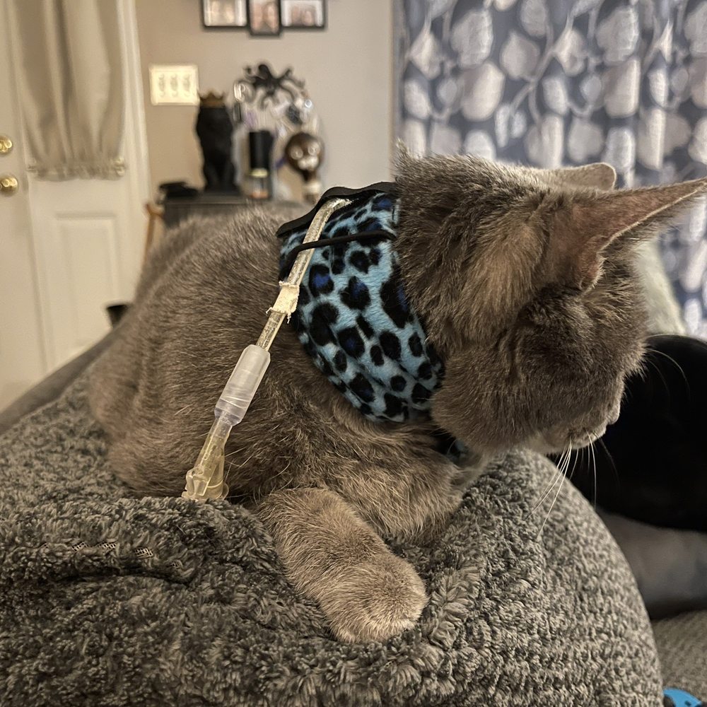 Metropolitan Veterinary Associates - Buddy with his beautifully placed e-tube by Dr van Eeden. - Veterinarians Near Me - Norristown, Pennsylvania Metropolitan Veterinary Associates - Buddy with his beautifully placed e-tube by Dr van Eeden. - Veterinarians Near Me - Norristown, Pennsylvania