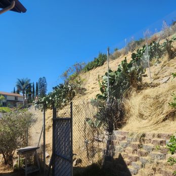 Alex Tree Service - Weeds - Tree Services Near Me Alex Tree Service - Weeds - Tree Services Near Me