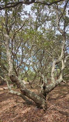 False Cape State Park by null