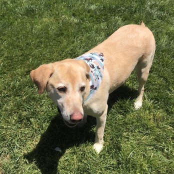 B&T's Dusty Paws - Riley - Pet Groomers Near Me - Hesperia, California