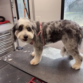 Mutt Makeover - After: My MUTT MAKEOVER makes me look 5lbs smaller.. Thank you Mutt Makeover!!! 
Book Today - Pet Groomers Near Me