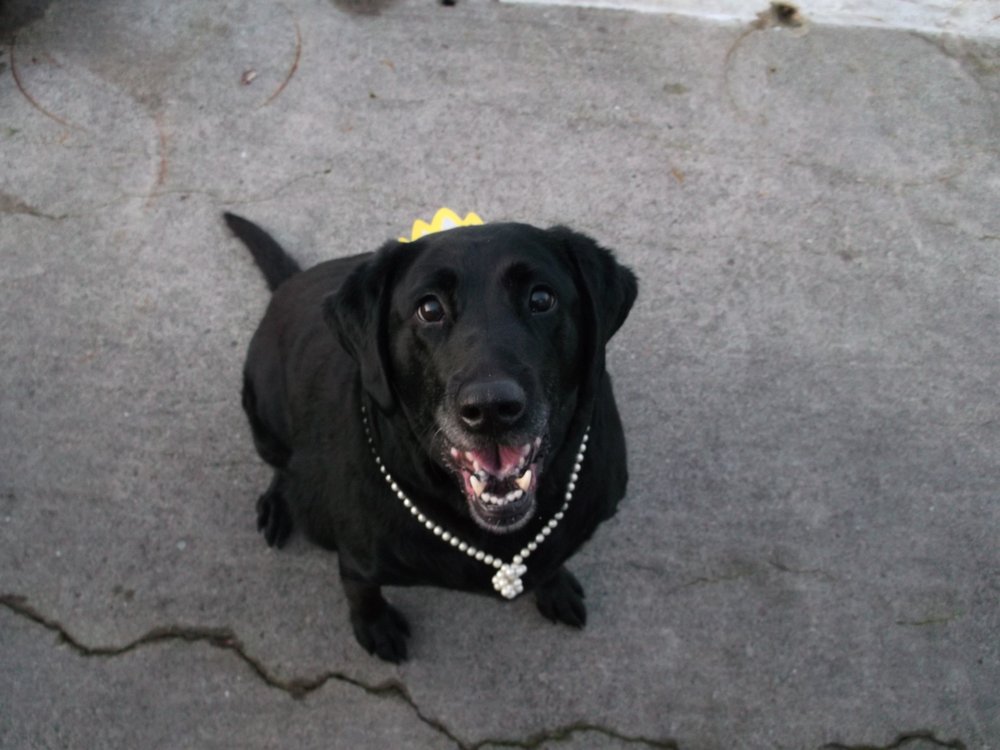 SWEET PEA PET SERVICE Updated September 2024 Port Orchard