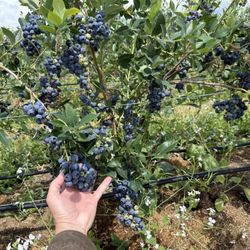 Nappe Blueberry Farms
