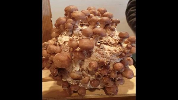 Somerville Winter Farmers Market by null