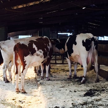 Richardson's Ice Cream - Maternity ward- calves are born within 3 mos. - Ice Cream & Frozen Yogurt Near Me - Middleton, Massachusetts Richardson's Ice Cream - Maternity ward- calves are born within 3 mos. - Ice Cream & Frozen Yogurt Near Me - Middleton, Massachusetts